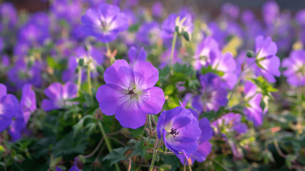 Cette fleur à planter dans votre jardin a été élue "plante du siècle," on vous explique !