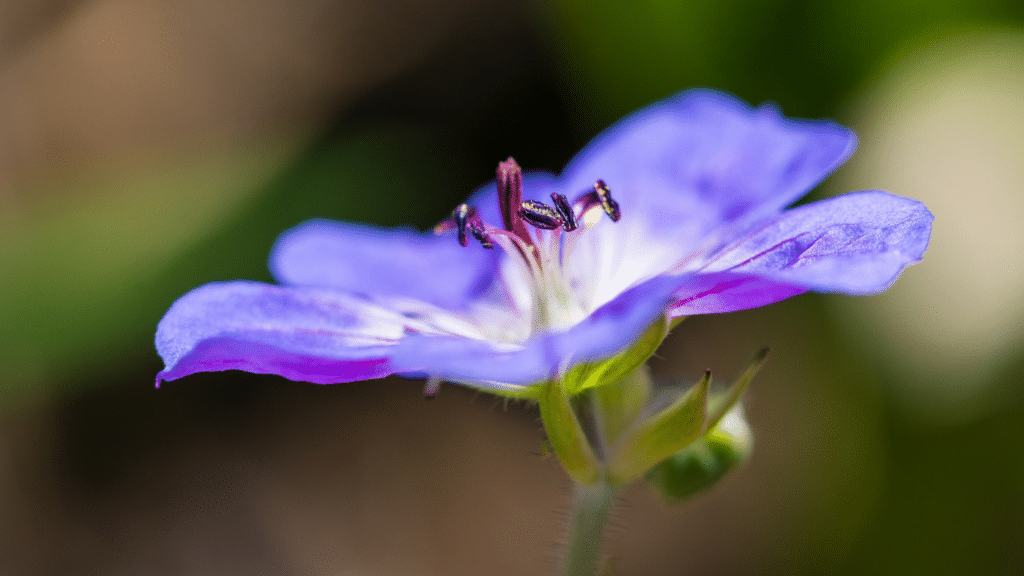 Cette fleur à planter dans votre jardin a été élue "plante du siècle," on vous explique !