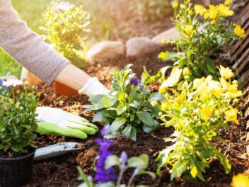 Cette fleur à planter dans votre jardin a été élue « plante du siècle, » on vous explique !