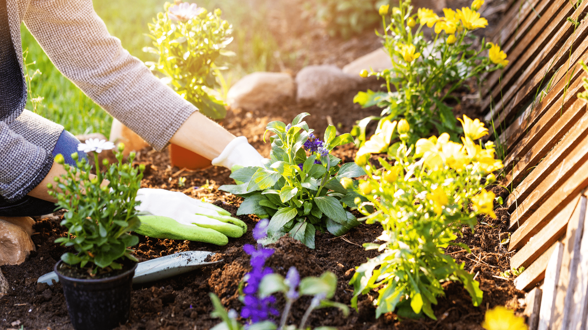 Cette fleur à planter dans votre jardin a été élue "plante du siècle," on vous explique !