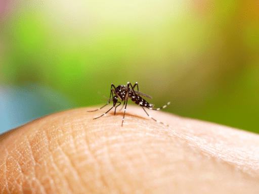 Dengue : appel à la vigilance quelques mois avant le début des Jeux Olympiques