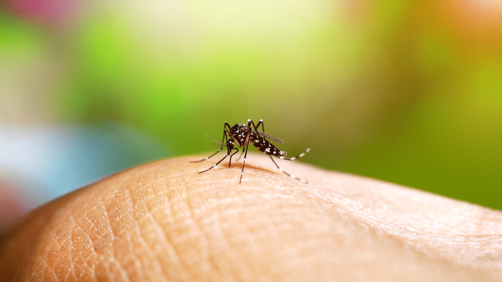 Dengue : appel à la vigilance quelques mois avant le début des Jeux Olympiques