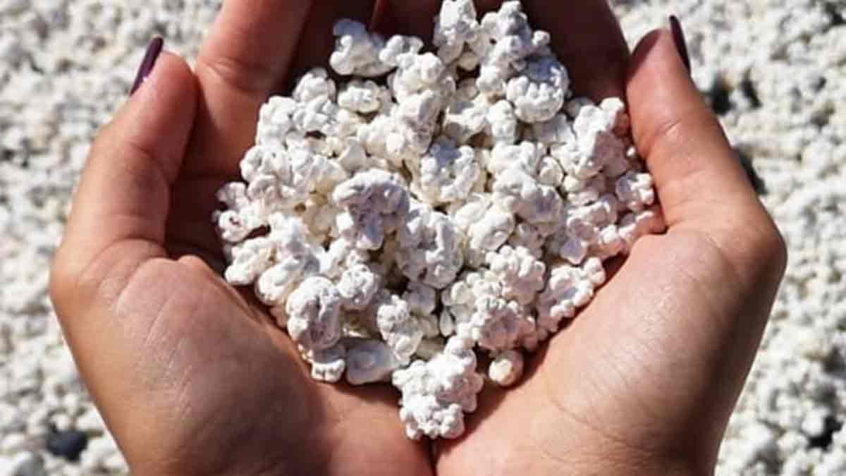Popcorn playa Corralejo