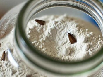 Mites alimentaires : découvrez l’astuce miracle qui va sauver votre cuisine !