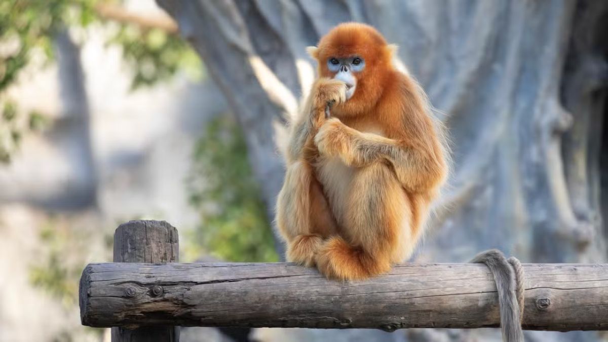 singes dorés France zoo