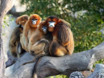 Les mystérieux singes dorés chinois débarquent en France !