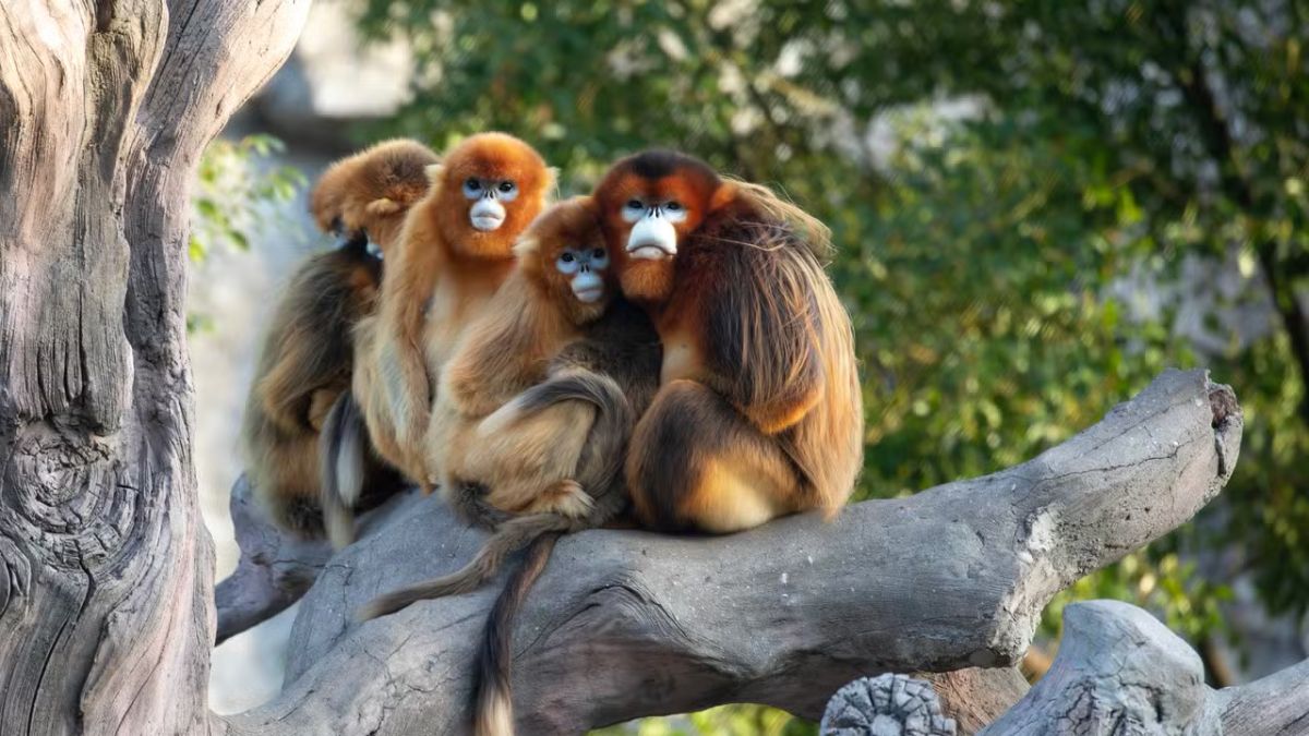 Les mystérieux singes dorés chinois débarquent en France !